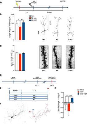 Acute Ketamine Facilitates Fear Memory Extinction in a Rat Model of PTSD Along With Restoring Glutamatergic Alterations and Dendritic Atrophy in the Prefrontal Cortex